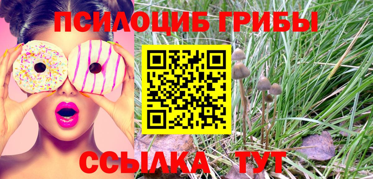 Галлюциногенные грибы Psilocybe Ахтубинск